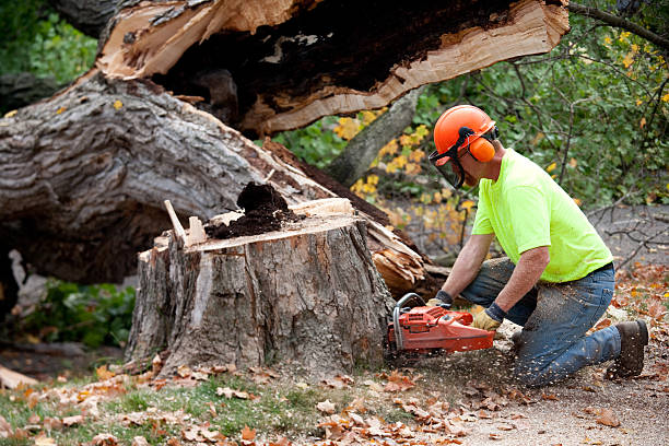 Professional Tree Care  in Roselawn, IN